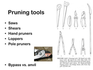 Pruning tools
• Saws
• Shears
• Hand pruners
• Loppers
• Pole pruners
• Bypass vs. anvil
 