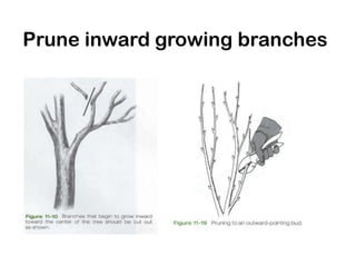 Prune inward growing branches
 
