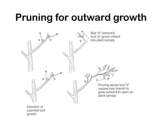 Pruning for outward growth
 