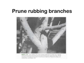 Prune rubbing branches
 