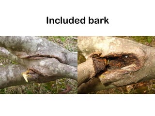 Included bark
 