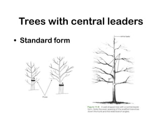 Trees with central leaders
• Standard form
 