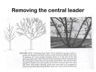 Removing the central leader
 