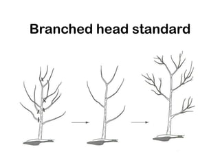 Branched head standard
 