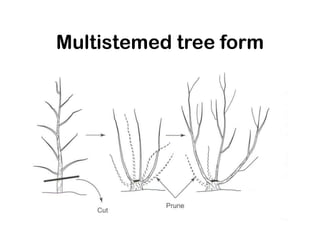 Multistemed tree form
 