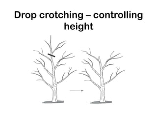 Drop crotching – controlling
height
 