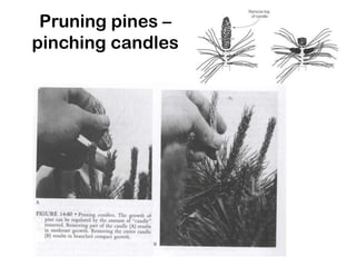Pruning pines –
pinching candles
 