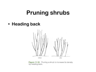 Pruning shrubs
• Heading back
 
