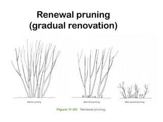 Renewal pruning
(gradual renovation)
 