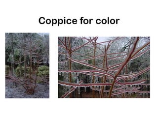Coppice for color
 