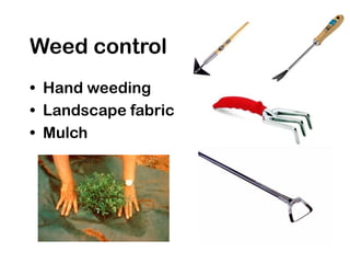 Weed control
• Hand weeding
• Landscape fabric
• Mulch
 