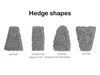 Hedge shapes
 