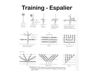 Training - Espalier
 