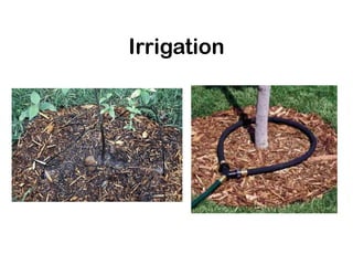 Irrigation
 