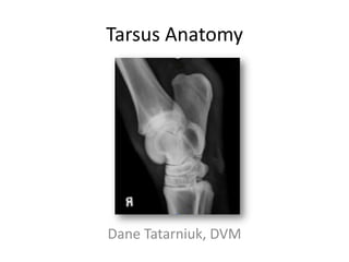 Tarsus Anatomy

Dane Tatarniuk, DVM

 