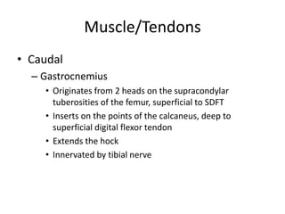 Muscle/Tendons
• Caudal
– Gastrocnemius
• Originates from 2 heads on the supracondylar
tuberosities of the femur, superfic...