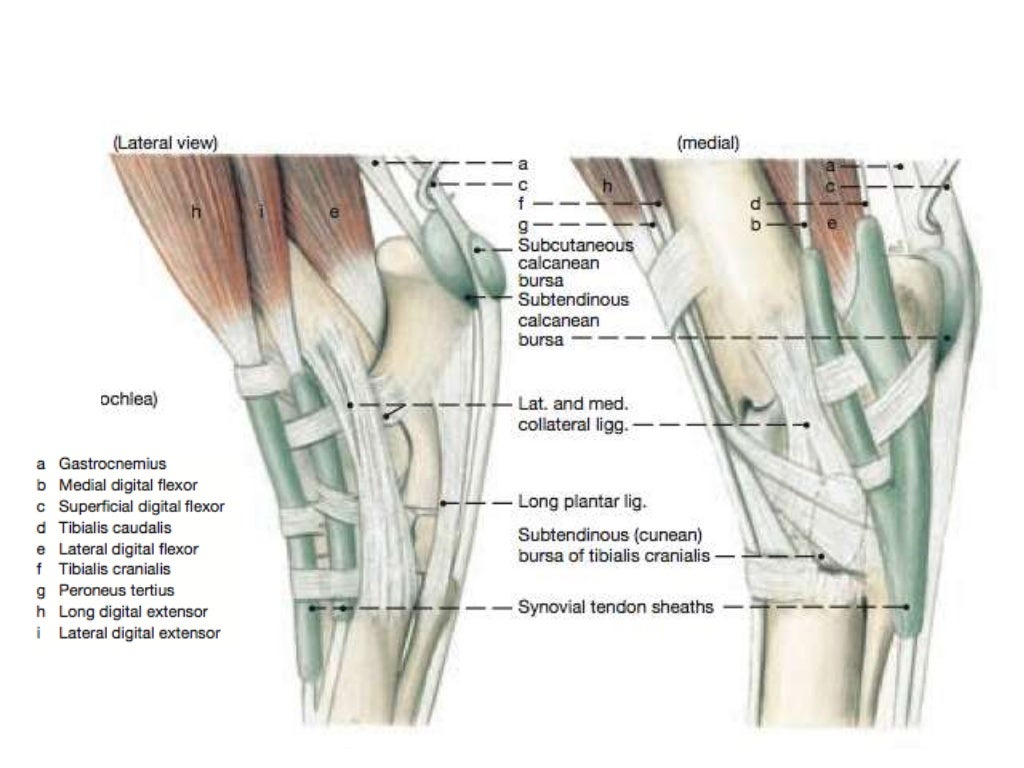 Tarsal Anatomy of the Horse