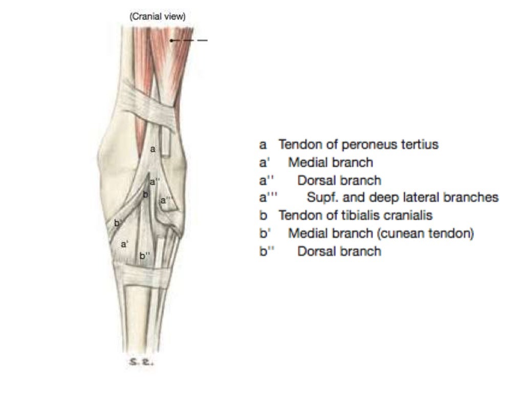 Tarsal Anatomy of the Horse