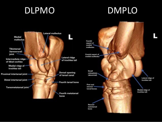 Tarsal Anatomy of the Horse