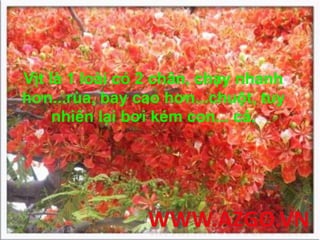 Vịt là 1 loài có 2 chân, chạy nhanh
hơn...rùa, bay cao hơn...chuột, tuy
nhiên lại bơi kém con... cá.
 