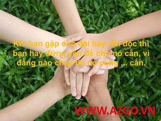 Khi bạn gặp chó dại hay rắn độc thì
bạn hãy đứng yên để cho nó cắn, vì
đằng nào chạy thì nó cũng ... cắn.
 