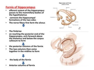 HOD cerebrum- areas and limbic system.pptx