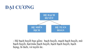 ĐẠI CƯƠNG
- Hệ bạch huyết bao gồm: bạch huyết, mạch bạch huyết, mô
bạch huyết, hạt/mấu bạch huyết, hạch bạch huyết, hạch
họng, lá lách, và tuyến ức.
HỆ MIỄN
DỊCH
HỆ TUẦN
HOÀN
HỆ HẠCH
HUYẾT
 