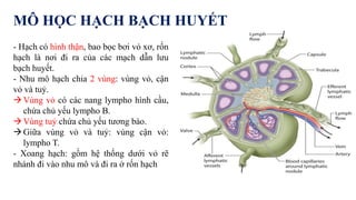MÔ HỌC HẠCH BẠCH HUYẾT
- Hạch có hình thận, bao bọc bơi vỏ xơ, rốn
hạch là nơi đi ra của các mạch dẫn lưu
bạch huyết.
- Nhu mô hạch chia 2 vùng: vùng vỏ, cận
vỏ và tuỷ.
Vùng vỏ có các nang lympho hình cầu,
chứa chủ yếu lympho B.
Vùng tuỷ chứa chủ yếu tương bào.
Giữa vùng vỏ và tuỷ: vùng cận vỏ:
lympho T.
- Xoang hạch: gồm hệ thống dưới vỏ rẽ
nhánh đi vào nhu mô và đi ra ở rốn hạch
 