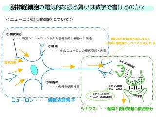 脳神経細胞の電気的な振る舞いは数学で書けるのか？
＜ニューロンの活動電位について＞
③軸索
　・・・他のニューロンの樹状突起へ送電
②細胞体
　・・・信号を処理する
①樹状突起
　　・・・周囲のニューロンから入力信号を受け細胞体に伝達
ニューロン・・・情報処理素子
シナプス・・・軸索と樹状突起の接合部分
シナプス小胞
シナプス下膜
シナプス前抑制
シナプス間隙
150 - 200 Å
電気信号が軸索先端に来ると
化学伝達物質がシナプスに送られる
シナプスと次の
ニューロンの接触部分
電気信号
 