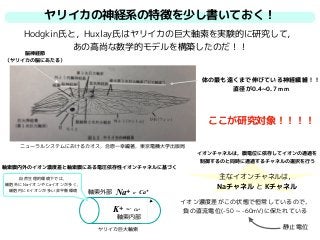 ヤリイカの神経系の特徴を少し書いておく！
Hodgkin氏と，Huxlay氏はヤリイカの巨大軸索を実験的に研究して，
あの高尚な数学的モデルを構築したのだ！！
脳神経節
（ヤリイカの脳にあたる）
ニューラルシステムにおけるカオス，合原一幸編著，東京電機大学出版局
体の最も遠くまで伸びている神経繊維！！
直径が0.4~0.7 mm
軸索外部
ヤリイカ巨大軸索
軸索膜内外のイオン濃度差と軸索膜にある電圧依存性イオンチャネルに基づく
Na+ K+ Ca+
軸索内部
K+ Na+
Ca+
自然生理的環境下では，
細胞外にNaイオンやCaイオンが多く，
細胞内にKイオンが多い非平衡環境
イオンチャネルは，膜電位に依存してイオンの通過を
制御するのと同時に通過するチャネルの選択を行う
主なイオンチャネルは，
Naチャネル と Kチャネル
イオン濃度差がこの状態で恒常しているので，
負の直流電位(-50 ~ -60mV)に保たれている
静止電位
ここが研究対象！！！！
 