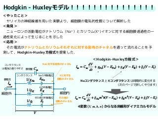 Hodgkin - Huxleyモデル！！！！！！！！！！！！！！！
＜やったこと＞
　ヤリイカの神経線維を用いた実験より，細胞膜の電気的性質について解析した
＜発見＞
　ニューロンの活動電位がナトリウム（Na+）とカリウム(K+)イオンに対する細胞膜透過性の一
過性変化によって生じることを示した
＜応用＞
　その電流がナトリウムとカリウムそれぞれに対する固有のチャネルを通って流れることを予
測して，Hodgkin-Huxley方程式を提案した．
Im = Cm
dV
dt
+ gNa(V − ENa) + gK(V − EK) + ¯gl(V − El)
V
Cm
1/gl
ENa
El
EK
Im
1/gK
1/gNa
細胞外 細胞内
膜電流
膜容量
Naの平衡電位
Kの平衡電位
その他の平衡電位
コンダクタンス
Naに対する固有のチャネル
Kに対する
固有のチャネル
その他の
固有のチャネル
コンダクタンス 
は電気の通りやすさ
＜Hodgkin-Huxley方程式＞
Naコンダクタンス と Kコンダクタンス は時間的に変化する
(次のページで詳しくやります)
Im = Cm
dV
dt
+ ¯gNam3
h(V − ENa) + ¯gKn4
(V − EK) + ¯gl(V − El)
4変数 (V, m, h, n) からなる非線形ダイナミカルモデル
 