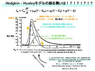 Im = Cm
dV
dt
+ gNa(V − ENa) + gK(V − EK) + gl(V − El)
膜電位は急に立ち上がり，ピークに達して 
負の方向へ！その後，静止電圧よりも過分極する
電位のはじめの急激な増加＆減少は 
ナトリウム透過性の増加＆減少によるもの
その後の過分極は
カリウム透過性の変化によるもの
Hodgkin - Huxleyモデルの振る舞いは！？！？！？！？
膜電位
静止電位
原
著
論
文
か
ら
の
抜
粋
 