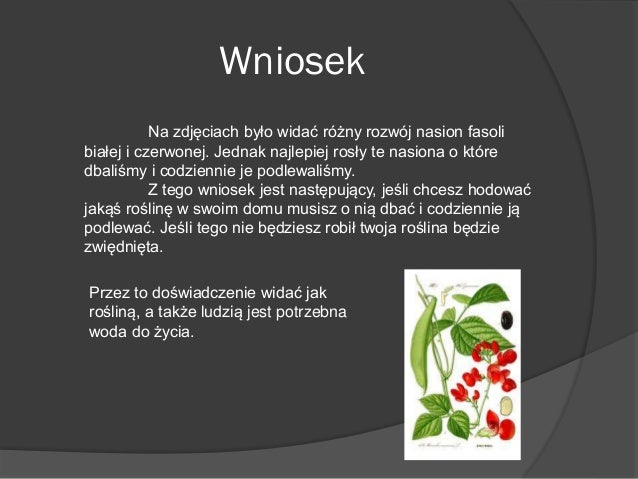 Hodowla Fasoli W Słoiku Opis Hodowla fasoli - How did we plant a bean?