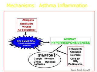 Source: Peter J. Barnes, MD
Mechanisms: Asthma Inflammation
 