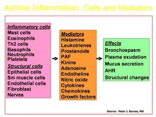 Source: Peter J. Barnes, MD
Asthma Inflammation: Cells and Mediators
 