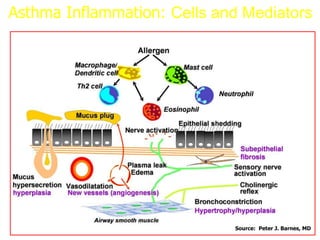 Source: Peter J. Barnes, MD
Asthma Inflammation: Cells and Mediators
 