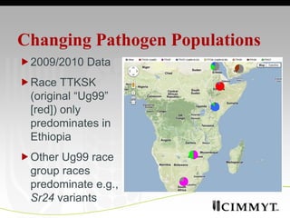 Tracking the wheat rust pathogens | PPTX