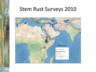 International Rust Monitoring: Stem Rust ModelCountry ReportsRustSPOREWeb portalRustMapperTo CountrySpatial DatabaseFull GISSecondary DataClimate, crops etcWindsRelies on national surveillanceStandard survey protocolsAdded value