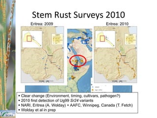 2005c. 10 stationsreporting Ug99Continued Expansion of Surveillance NetworkRapidly increasing flow of field data