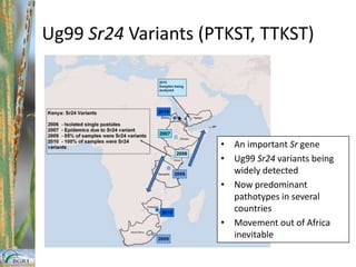 200720092006200320011998/9MovementsPossibleSpread??2009THE SPREAD OF WHEAT STEM RUST UG99 LINEAGEFAO, Aug 2010