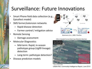  NARI, Eritrea (A. Wolday) + AAFC, Winnipeg, Canada (T. Fetch)