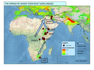 Sr31 virulent stem rust at 10-15 research stations in East AfricaUg99 Tracking: History2005: CIMMYT First use of GIS: Ug99Part of successful fundraisingRustMapper – Google Earth Application2009: DRRW – FAORust SPORE web portal2011: CIMMYTSingh et al. 2006