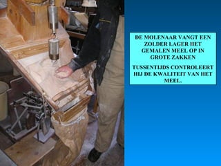 DE MOLENAAR VANGT EEN ZOLDER LAGER HET GEMALEN MEEL OP IN GROTE ZAKKEN TUSSENTIJDS CONTROLEERT HIJ DE KWALITEIT VAN HET MEEL. 
