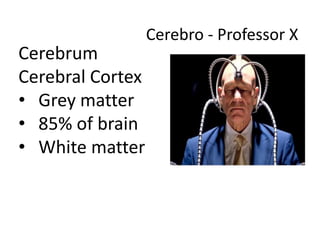 Cerebrum
Cerebral Cortex
• Grey matter
• 85% of brain
• White matter
Cerebro - Professor X
 