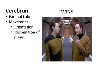 Cerebrum
• Parietal Lobe
• Movement
• Orientation
• Recognition of
stimuli
TWINS
 