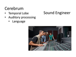 Cerebrum
• Temporal Lobe
• Auditory processing
• Language
Sound Engineer
 
