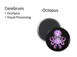 Cerebrum
• Occitpius
• Visual Processing
Octopus
 