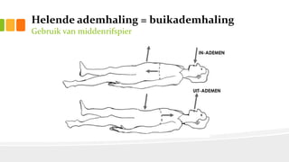 Helende ademhaling = buikademhaling
Gebruik van middenrifspier
 
