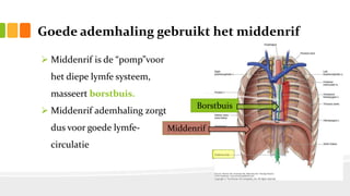 Goede ademhaling gebruikt het middenrif
 Middenrif is de “pomp”voor
het diepe lymfe systeem,
masseert borstbuis.
 Middenrif ademhaling zorgt
dus voor goede lymfe-
circulatie
Borstbuis
Middenrif
 