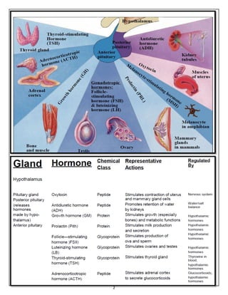 Endocrine glands and Adrenal (suprarenal) gland | PDF